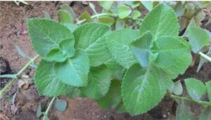 WhatsApp-Image-2020-12-08-at-9.13.25-AM