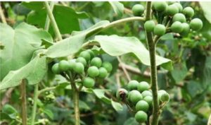 WhatsApp-Image-2020-12-10-at-7.44.51-AM