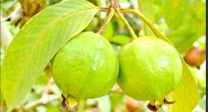 WhatsApp Image 2020-12-30 at 7.45.45 AM