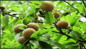 WhatsApp Image 2020-12-31 at 9.03.53 AM