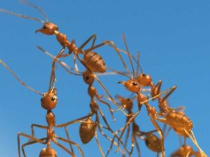 732x549_The_Burning_Sting_of_Fire_Ants-732x549