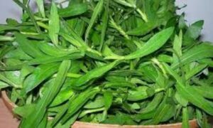 WhatsApp Image 2021-01-12 at 8.26.22 PM