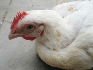 bird-flu-1600-05-1478299611