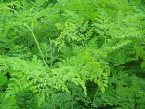 moringa-leaf-powder