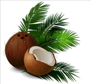 Realistic-coconut-with-green-leaves-vector-02