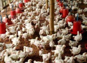 WhatsApp Image 2021-01-31 at 10.54.38 AM