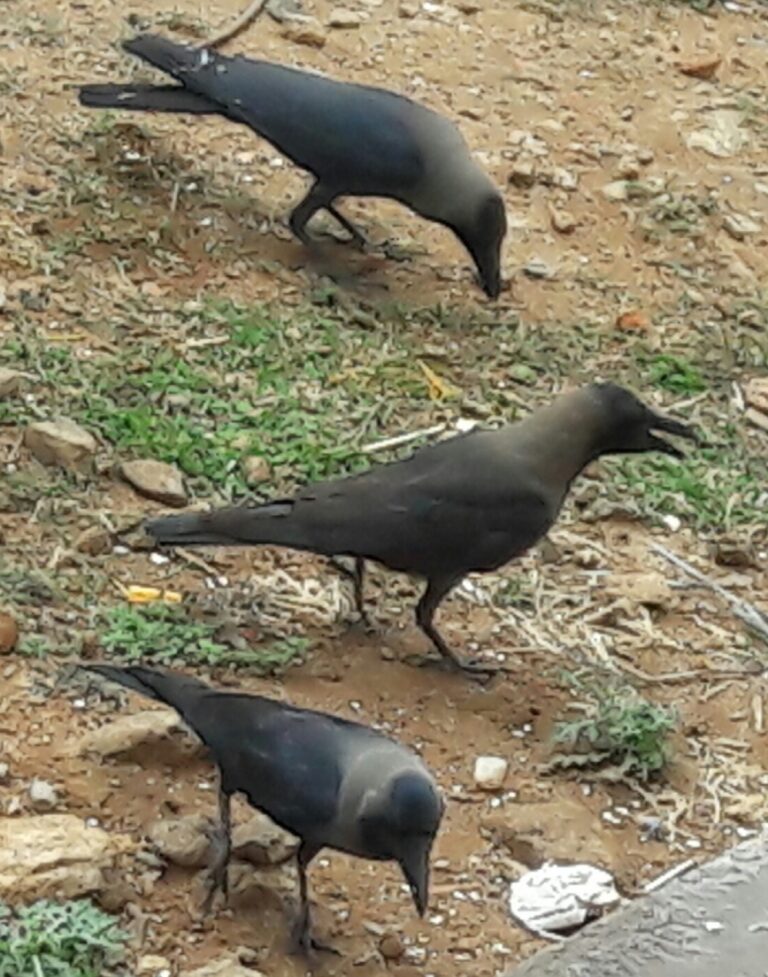 WhatsApp Image 2021-02-28 at 6.51.44 AM