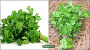 kothamalli-compressed