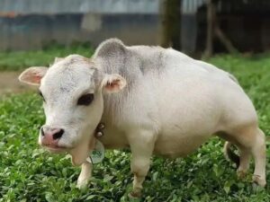 WhatsApp Image 2021-07-10 at 21.37.16