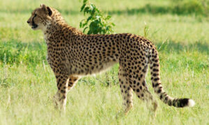 learnaboutcheetahs_4_1000-600