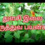 thulasi
