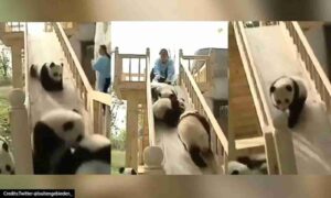 1600x960_1092834-panda-sliding