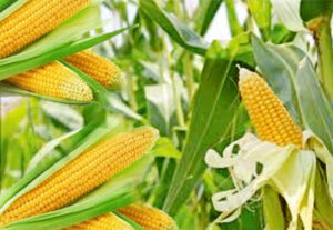 corn