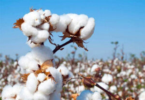 cotton