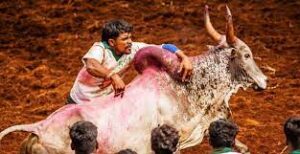 jallikattu