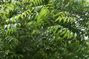 neem-natural-pesticide