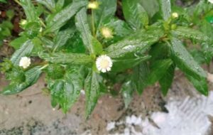 karisalankanni-keerai-benefits