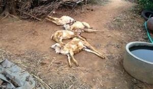 WhatsApp Image 2024-03-05 at 4.34.27 PM