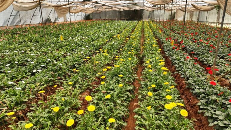 WhatsApp Image 2024-04-01 at 10.47.02 AM