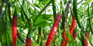 WhatsApp Image 2024-04-01 at 3.53.22 PM