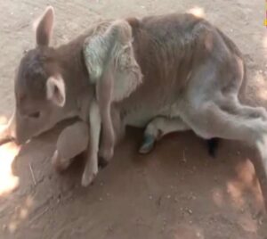 WhatsApp Image 2024-04-10 at 10.08.19 AM