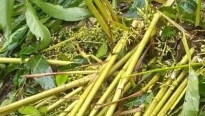 WhatsApp Image 2024-04-10 at 12.29.20 PM