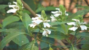 WhatsApp Image 2024-04-18 at 2.06.29 PM