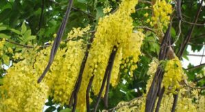 WhatsApp Image 2024-05-21 at 3.53.01 PM