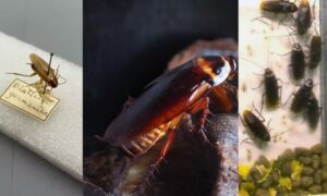 WhatsApp Image 2024-05-23 at 1.20.21 PM