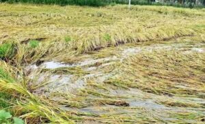 WhatsApp Image 2024-05-23 at 12.04.59 PM