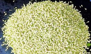 WhatsApp Image 2024-06-05 at 1.50.01 PM