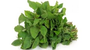 WhatsApp Image 2024-07-13 at 15.21.57