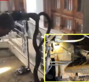 WhatsApp Image 2024-07-15 at 11.54.29 AM