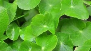 WhatsApp Image 2024-07-15 at 2.34.10 PM