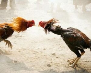 WhatsApp Image 2024-07-22 at 10.57.23 AM