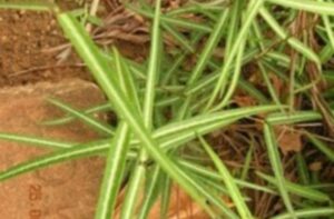 WhatsApp Image 2024-08-01 at 12.59.19 PM