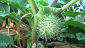 WhatsApp Image 2024-08-07 at 2.03.54 PM