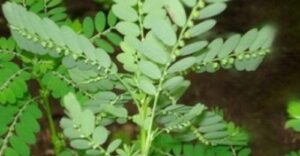 WhatsApp Image 2024-08-09 at 12.09.37 PM