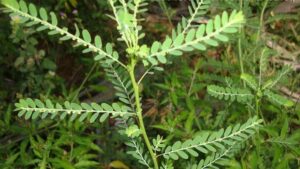 WhatsApp Image 2024-08-12 at 3.58.39 PM