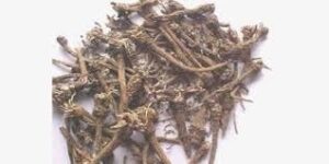 WhatsApp Image 2024-08-13 at 3.16.10 PM