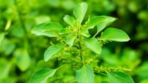 WhatsApp Image 2024-09-10 at 5.06.58 PM