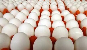 WhatsApp Image 2024-09-14 at 12.20.34 PM