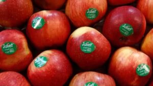 WhatsApp Image 2024-09-16 at 11.07.30 AM