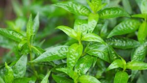 WhatsApp Image 2024-09-26 at 1.21.53 PM