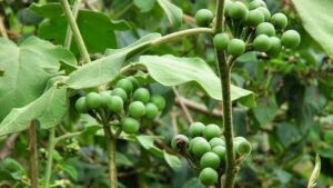 WhatsApp Image 2024-09-26 at 1.22.55 PM