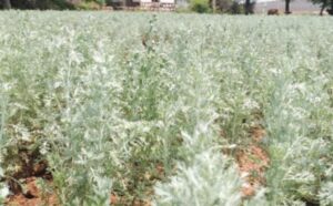 WhatsApp Image 2024-09-30 at 12.11.06 PM