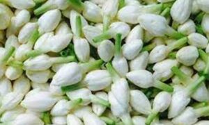 WhatsApp Image 2024-10-10 at 11.20.18 AM