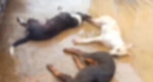 WhatsApp Image 2024-10-14 at 10.41.06 AM