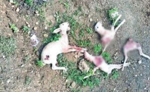 WhatsApp Image 2024-10-17 at 12.29.21 PM