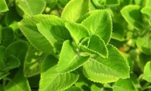 WhatsApp Image 2024-10-21 at 10.54.33 AM